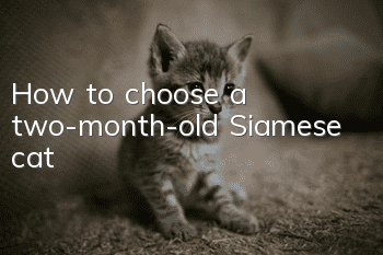 How to choose a two-month-old Siamese cat?