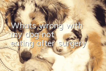 What's wrong with my dog not eating after surgery?