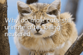 Why do male cats still urinate after being neutered?