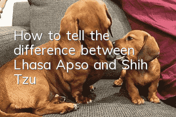 How to tell the difference between Lhasa Apso and Shih Tzu?