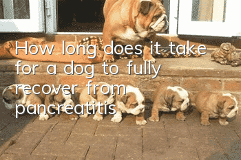 How long does it take for a dog to fully recover from pancreatitis?