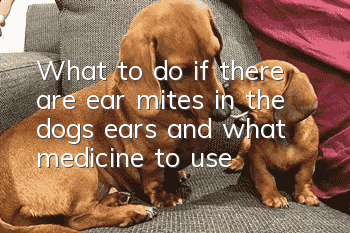 What to do if there are ear mites in the dog’s ears and what medicine to use