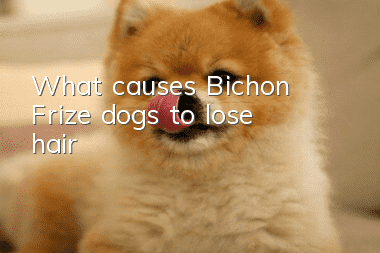 What causes Bichon Frize dogs to lose hair?