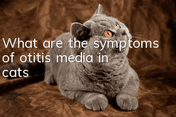 What are the symptoms of otitis media in cats?