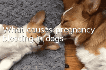 What causes pregnancy bleeding in dogs?