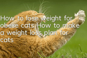 How to lose weight for obese cats How to make a weight loss plan for cats