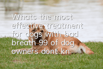 What’s the most effective treatment for dogs with bad breath? 99% of dog owners don’t know.