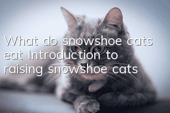 What do snowshoe cats eat? Introduction to raising snowshoe cats