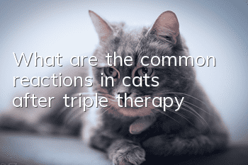 What are the common reactions in cats after triple therapy?