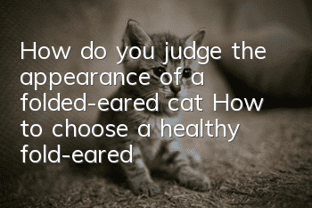 How do you judge the appearance of a folded-eared cat? How to choose a healthy fold-eared cat?