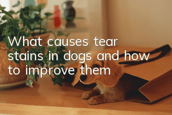 What causes tear stains in dogs and how to improve them
