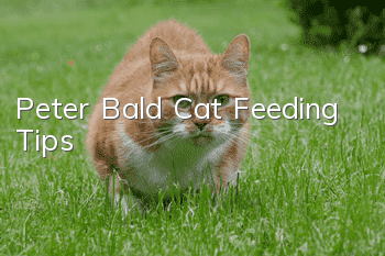 Peter Bald Cat Feeding Tips