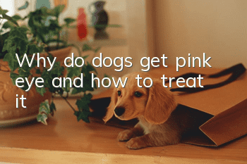 Why do dogs get pink eye and how to treat it?