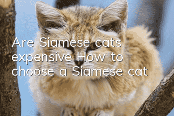 Are Siamese cats expensive? How to choose a Siamese cat?