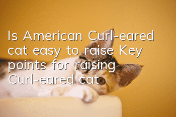 Is American Curl-eared cat easy to raise? Key points for raising Curl-eared cat