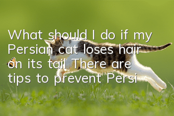 What should I do if my Persian cat loses hair on its tail? There are tips to prevent Persian cats from shedding!