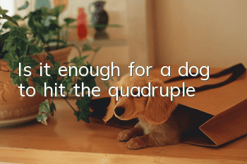 Is it enough for a dog to hit the quadruple?