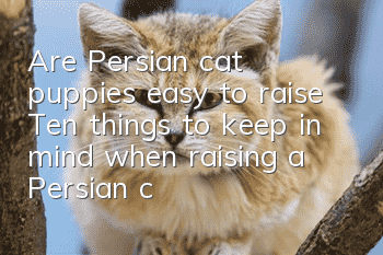 Are Persian cat puppies easy to raise? Ten things to keep in mind when raising a Persian cat
