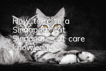 How to raise a Singapore cat Singapore cat care knowledge