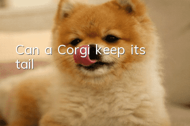 Can a Corgi keep its tail?
