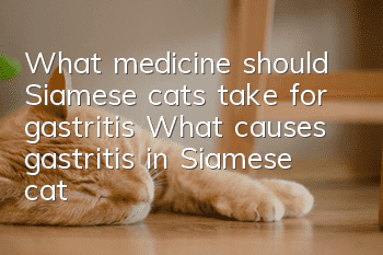 What medicine should Siamese cats take for gastritis? What causes gastritis in Siamese cats?