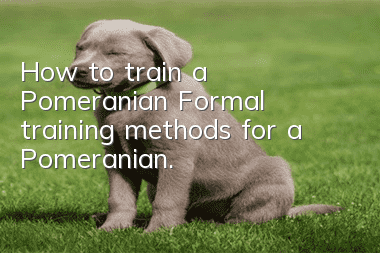 How to train a Pomeranian? Formal training methods for a Pomeranian.