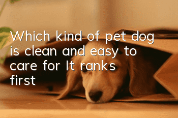 Which kind of pet dog is clean and easy to care for? It ranks first?