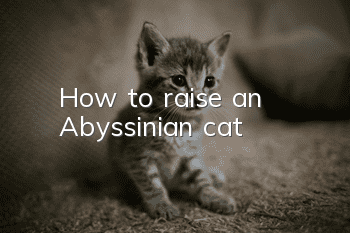 How to raise an Abyssinian cat?