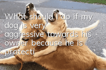 What should I do if my dog is very aggressive towards his owner because he is protecting his food?