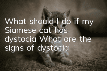 What should I do if my Siamese cat has dystocia? What are the signs of dystocia?