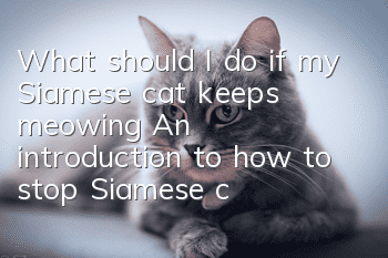 What should I do if my Siamese cat keeps meowing? An introduction to how to stop Siamese cats from meowing