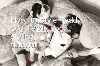 How to style Teddy dog? Teddy dog styling tutorial!