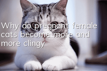 Why do pregnant female cats become more and more clingy?