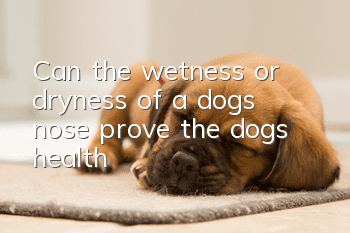 Can the wetness or dryness of a dog’s nose prove the dog’s health?