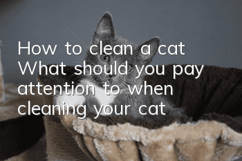 How to clean a cat? What should you pay attention to when cleaning your cat?