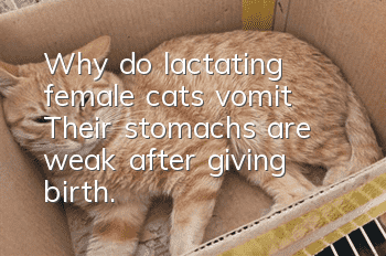 Why do lactating female cats vomit? Their stomachs are weak after giving birth.