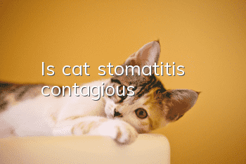 Is cat stomatitis contagious?