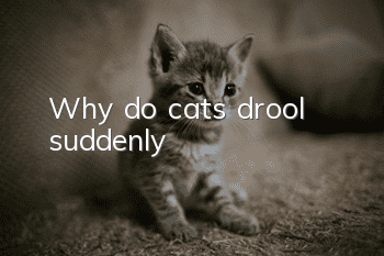 Why do cats drool suddenly?