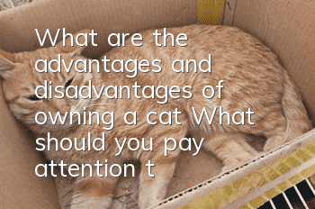 What are the advantages and disadvantages of owning a cat? What should you pay attention to when raising a cat?