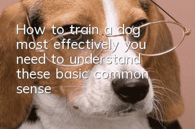 How to train a dog most effectively, you need to understand these basic common sense