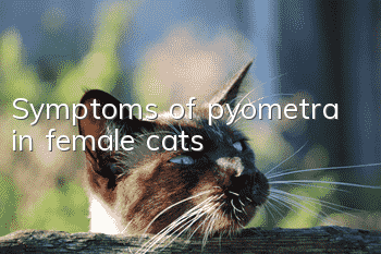 Symptoms of pyometra in female cats