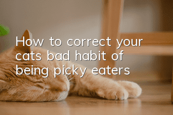 How to correct your cat’s bad habit of being picky eaters?