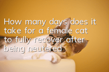 How many days does it take for a female cat to fully recover after being neutered?