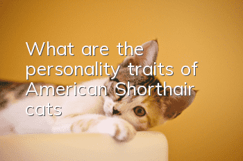 What are the personality traits of American Shorthair cats?