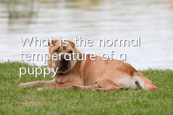 What is the normal temperature of a puppy?