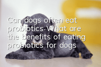 Can dogs often eat probiotics? What are the benefits of eating probiotics for dogs?