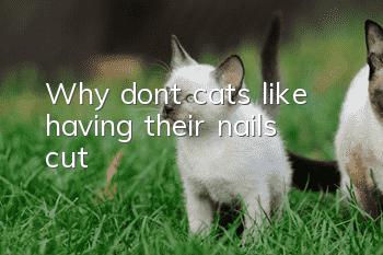 Why don’t cats like having their nails cut?