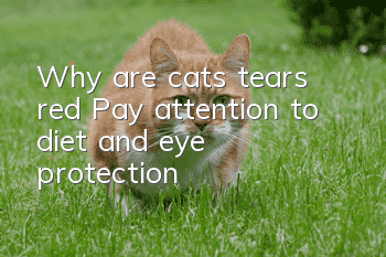 Why are cats’ tears red? Pay attention to diet and eye protection