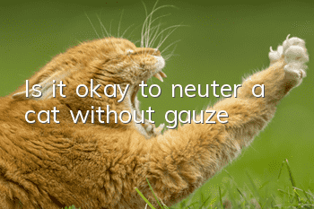 Is it okay to neuter a cat without gauze?
