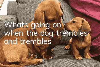 What's going on when the dog trembles and trembles?